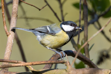 Kohlmeise (Parus major) mit Futter im Schnabel auf einem Zweig