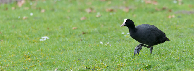Blässhuhn (Fulica atra) auf einer Wiese an einem Teich