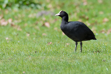 Blässhuhn (Fulica atra) auf einer Wiese an einem Teich
