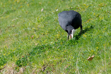 Blässhuhn (Fulica atra) auf einer Wiese und frisst Klee