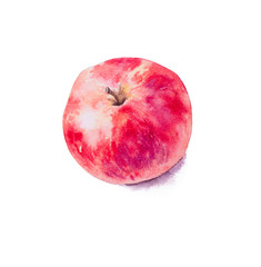 Hand painted watercolor apple, red apple, whole apple