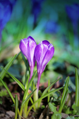 Photo of purple crocuses