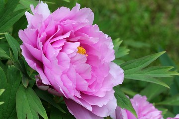 Peony