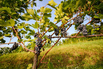 Vines in a vineyard in autumn - Wine grapes before harvest 