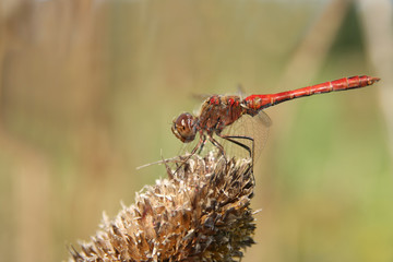 ed Dragonfly resting on a dry teasel