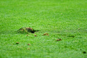 Damaged turf on soccer field