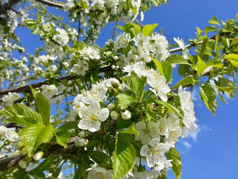 Branch of cherry blossom on blue sky