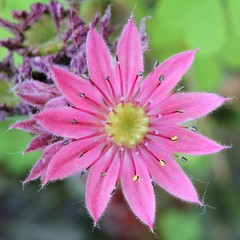Sempervivum flower