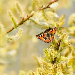 Fototapeta na wymiar Schmetterling (aglais urticae) und blühende Weidenkätzchen