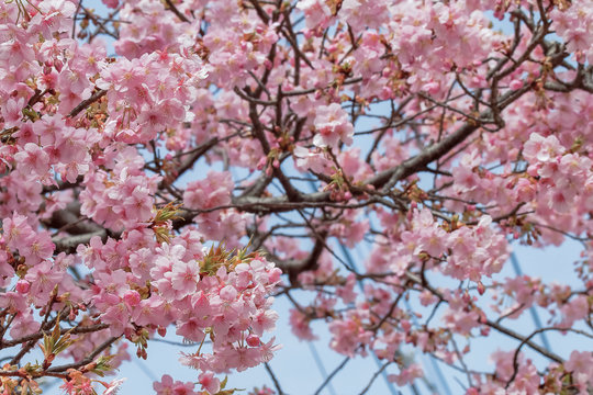 満開の桜　