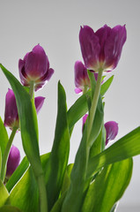 lila Tulpen von Unten 