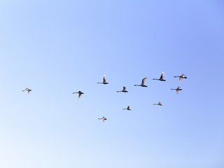 Geese flying in blue spring sky, v-formation