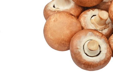 Champignon (True mushroom)
