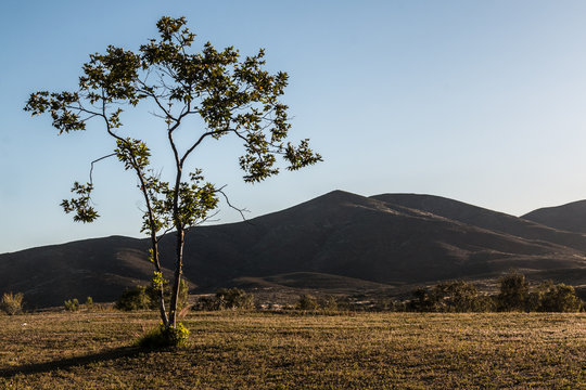 Morning Sun On Tree With Mountain Peak In The Background In Near Otay Lake In Chula Vista, California. 