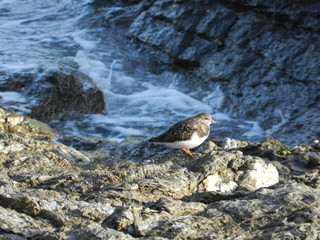 B&eacute;casseau sur les rochers