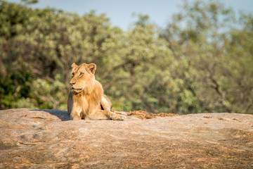 Lion laying on the rocks in the Kruger National Park.