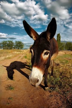 Wide-angle shot of a donkey, looking into camera, casting a long shadow