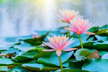 Cercles muraux fleur de lotus Lotus