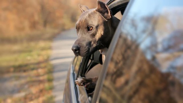 Funny Dog Looking Out Of Car Window