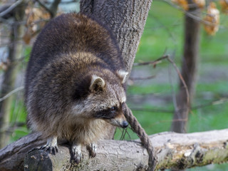Raccoon on a tree