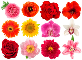 Obraz premium Pojedyncza główka kwiatu. Róża, orchidea, piwonia, słonecznik, jaskier