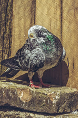 Grey spotted homing pigeon cleaning his plumage.