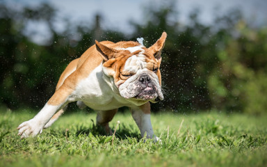 English Bulldog Wet Dog Shaking
