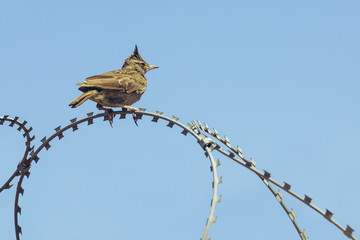Crested lark male (Galerida cristata) resting on a barbed wire over clear blue sky.