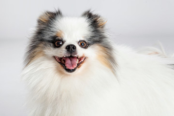 Closeup Happy Pomeranian Dog