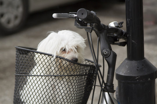 Portrait of small maltese in bicycle basket