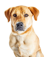 Closeup Yellow Labrador Retriever Crossbreed Dog