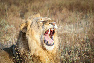 Yawning Lion in the Sabi Sands.