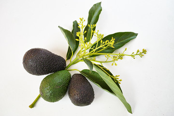 Obraz na płótnie Canvas Fresh green avocados with leaves