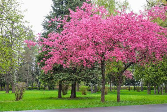 Pink cherry blossoms tree outdoors in spring season, in Tractoru park of Brasov