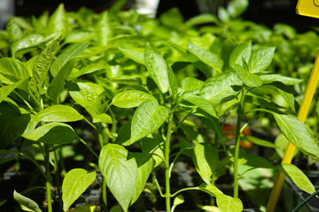 green sprouts of bell pepper