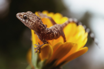 Gecko on flower with narrow depth of field.