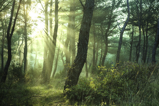 Sun beams in nature