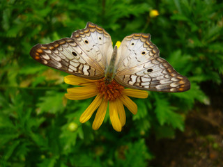 Sepia and white butterfly