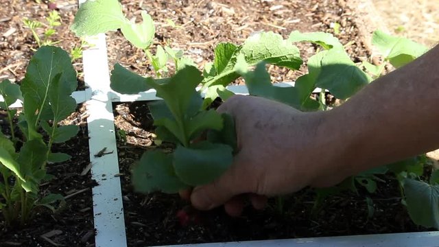 Red Radish Being Pulled From Soil Older Male Hand
