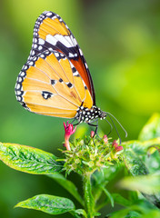 Tiger butterfly on a flower