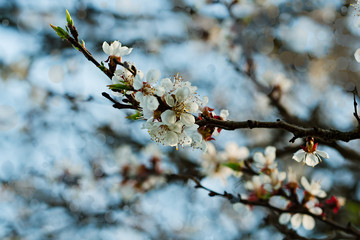 Apricot branch with flowers and young leaves