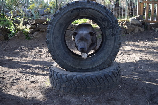 salto copertone pitbull
