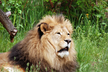 Male lion: Highly distinctive, the male lion is easily recognized by its mane, and its face is one of the most widely recognized animal symbols in human culture.  © Daniel Meunier
