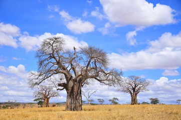 Baobab of boab, boaboa, flessenboom, omgekeerde boom en apenbroodboom Tarangire National Park is het zesde grootste nationale park in Tanzania na Ruaha, Serengeti, Mikumi, Katavi en Mkomazi