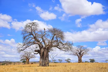 Foto auf Acrylglas Baobab Baobab oder Boab, Boaboa, Flaschenbaum, Upside-Down-Baum und Affenbrotbaum Der Tarangire-Nationalpark ist nach Ruaha, Serengeti, Mikumi, Katavi und Mkomazi . der sechstgrößte Nationalpark in Tansania