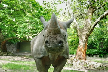 Zelfklevend Fotobehang Neushoorn The black rhinoceros or hook-lipped rhinoceros (Diceros bicornis), is a species of rhinoceros, native to the eastern and central areas of Africa 