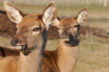 Obraz premium New Zealand red deer, Red deer are ruminants, characterized by an even number of toes, and a four-chambered stomach. 