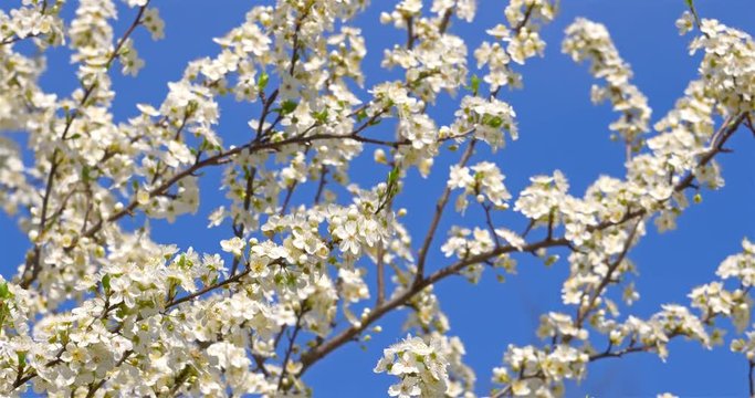White Cherry Plum Tree Flowers Blossom In Spring