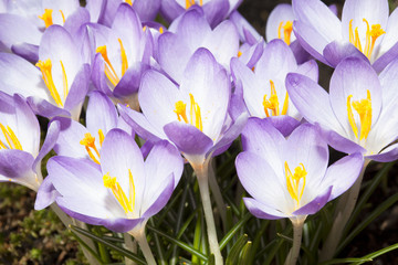  Crocus Savitus blue and purple spring flower