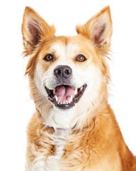 Portrait Happy Smiling Large Dog